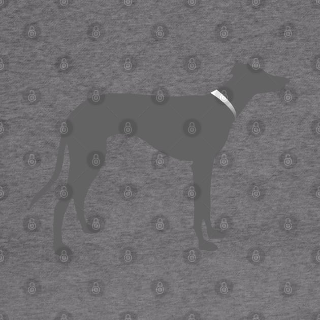 Greyhound with collar by Houndpix